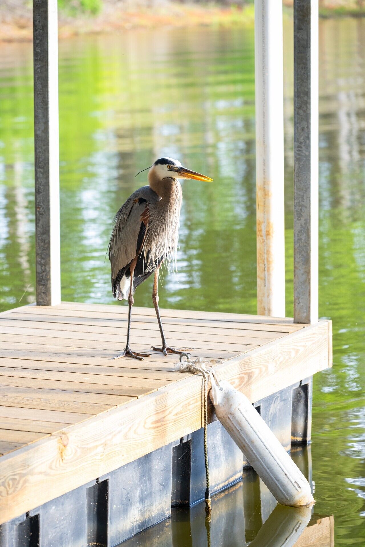 A wooden dock with a bird standing on it.
