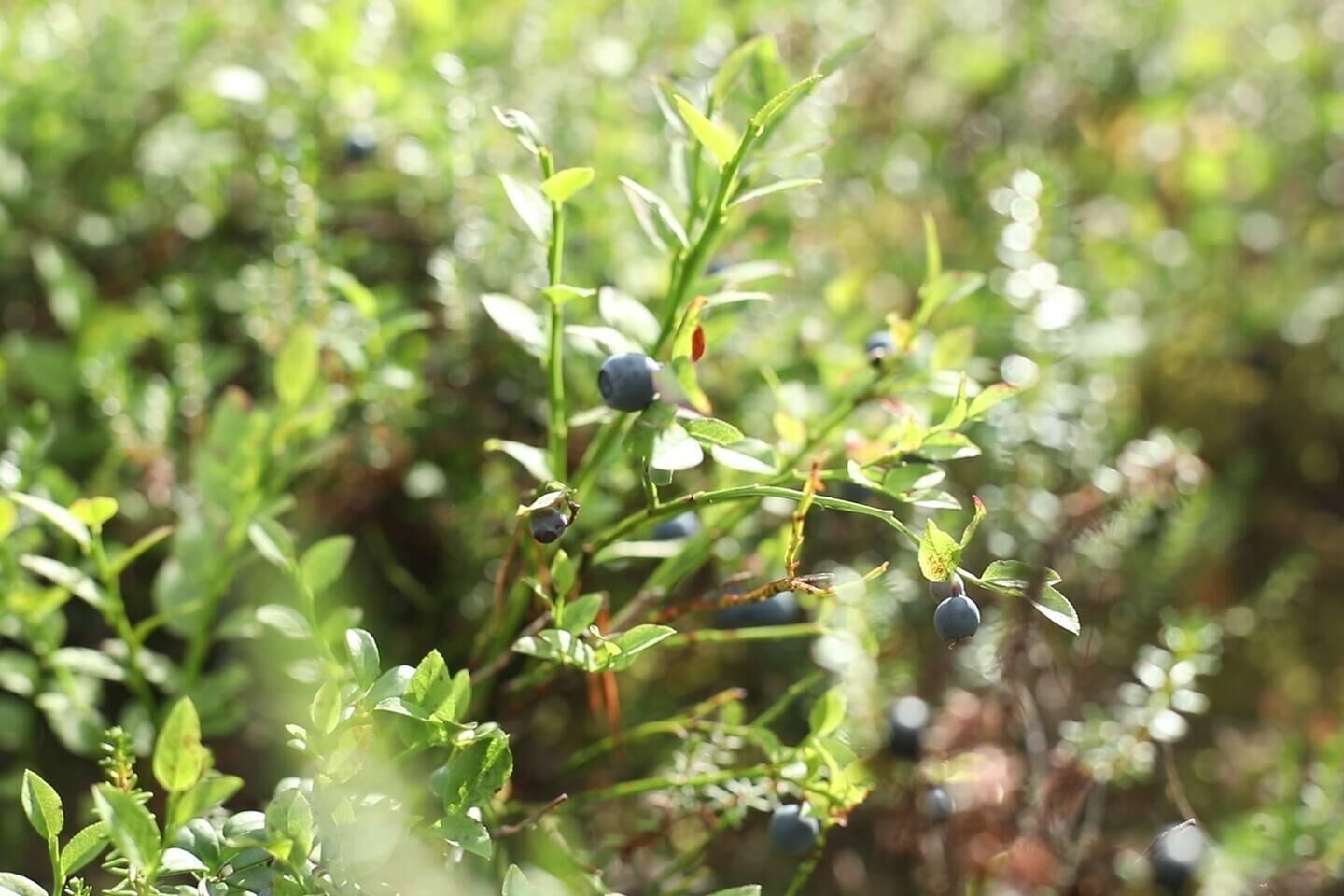 Gros plan d’une plante aux petites baies rondes et sombres et aux feuilles vertes.
