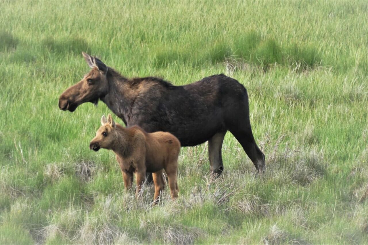 A moose with its calf in a grassy field.