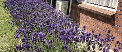 A house with a covered porch and a row of purple flowers in front.