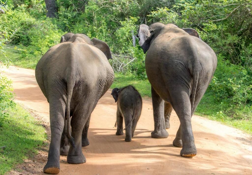 Un chemin de terre où l'on peut voir des éléphants se promener.