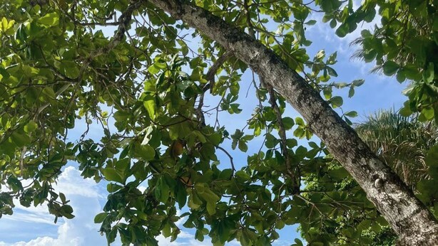 A beach with clear skies, a sandy shore, and a tree providing shade. - Tranquil Beachside Retreat With Private Pool in Garabito (Tárcoles)