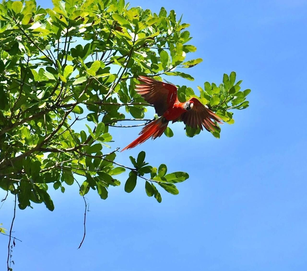 Un pájaro volando sobre un fondo de follaje verde.