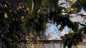 Une serre dotée d’un toit triangulaire, entourée d’un feuillage dense et comprenant un espace jardin avec une table et des chaises.