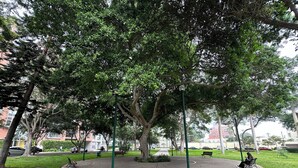 Ein Park mit gepflastertem Weg, Bänken und Bäumen.