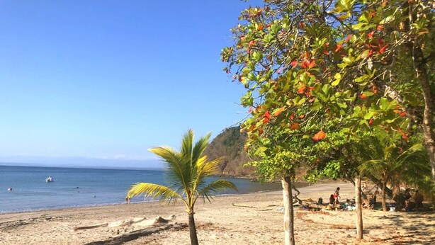 A beach with a palm tree, a clear sky, and a calm sea. - Tranquil Beachside Retreat with Private Pool in Garabito (Garabito)