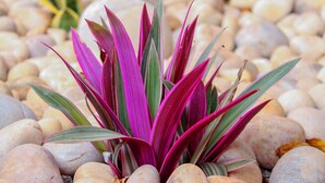 Una planta de hojas moradas rodeada de guijarros.