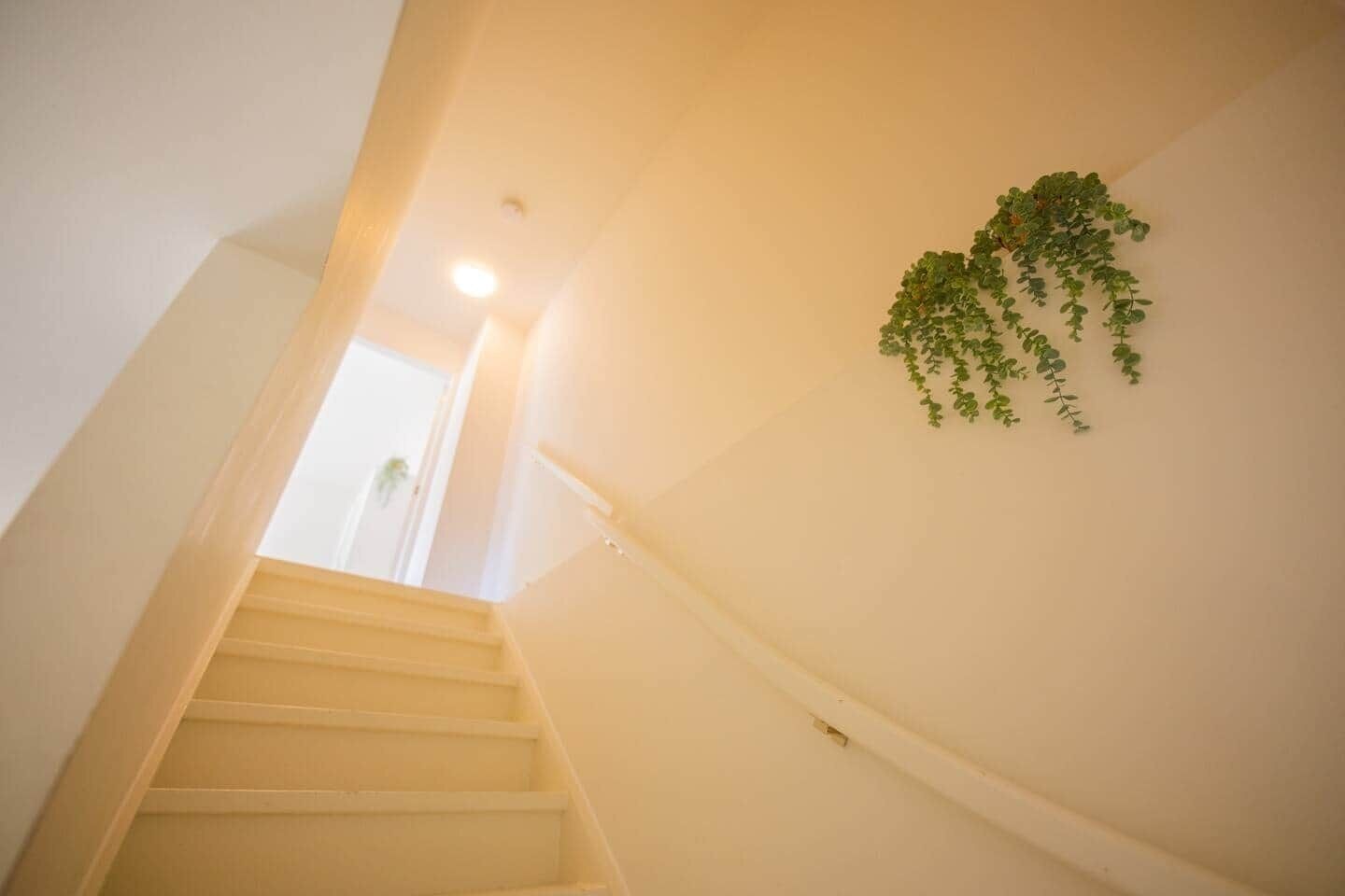 Una escalera con barandilla y una planta en la pared.