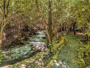 A natural outdoor area with a stream, surrounded by dense foliage and trees.