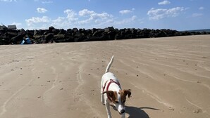Un chien se promène sur une plage de sable, avec une digue rocheuse en arrière-plan.