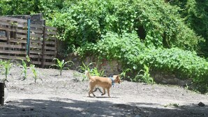 Un perro caminando por un sendero de tierra con una cerca de madera y vegetación verde al fondo.