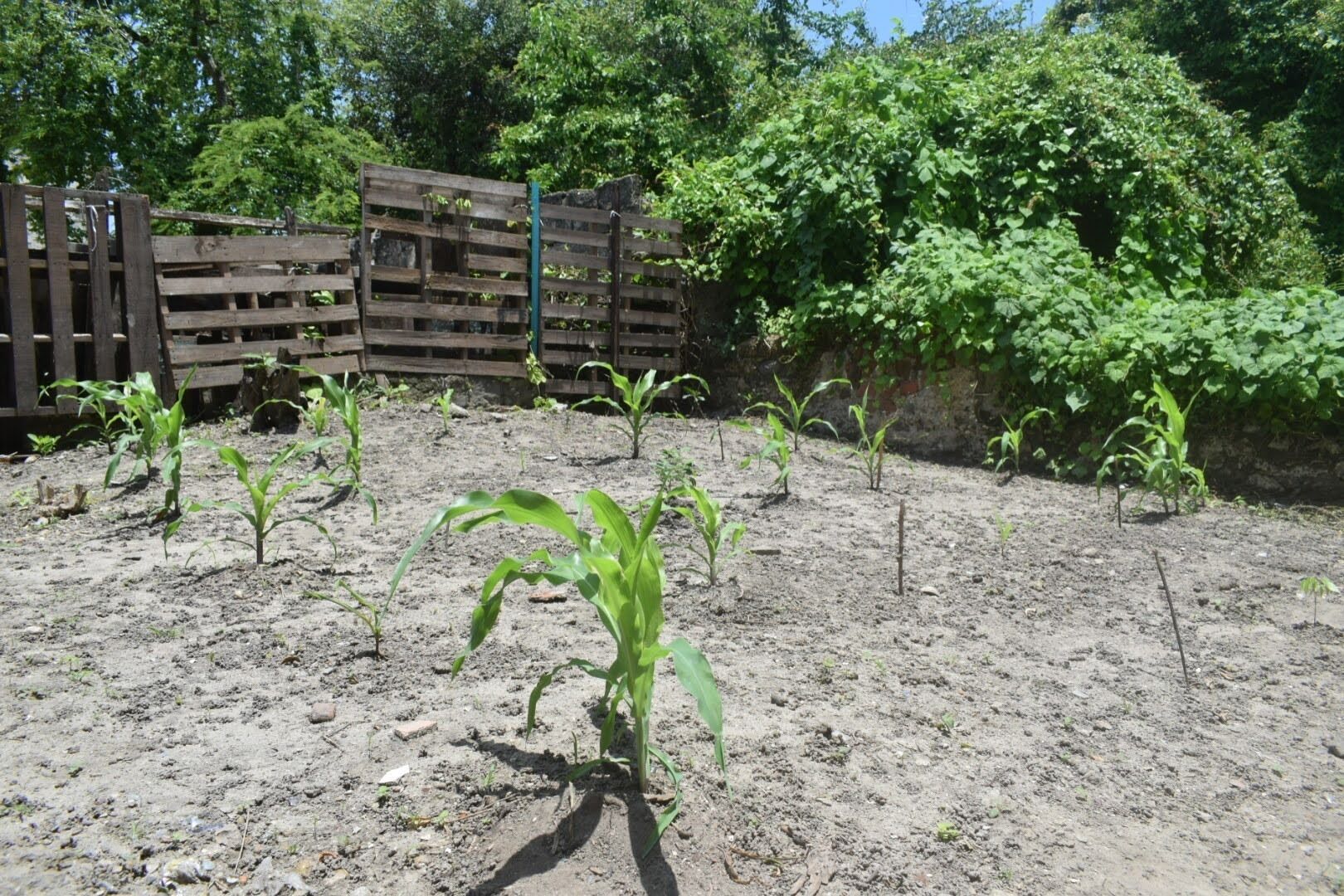 Un giardino con piante giovani e una recinzione in legno sullo sfondo.