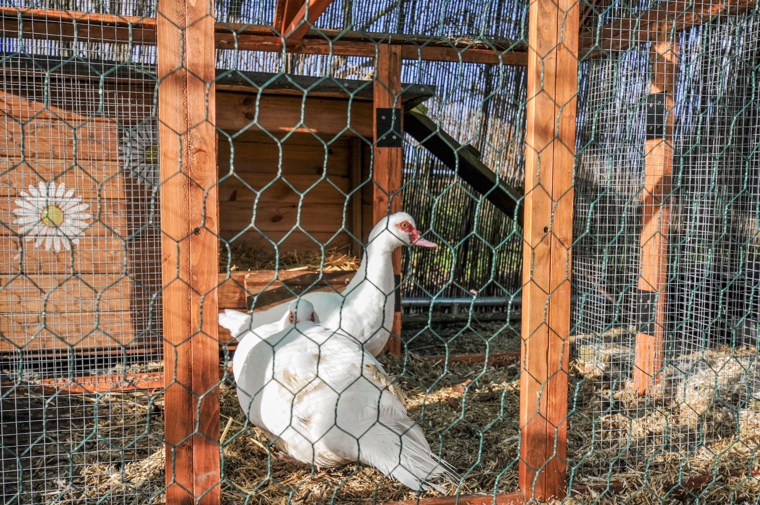 A chicken coop with a wooden structure and wire mesh.