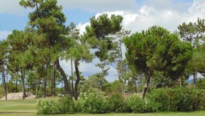 Ein Golfplatz mit Kiefern und einem Rasenfeld.