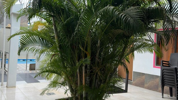 A potted palm tree in a modern indoor setting with tiled flooring and a view of a building with balconies. - Hotel Casa Mathilu (Santa Marta)