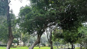 A park with a paved walkway, trees, and grass.