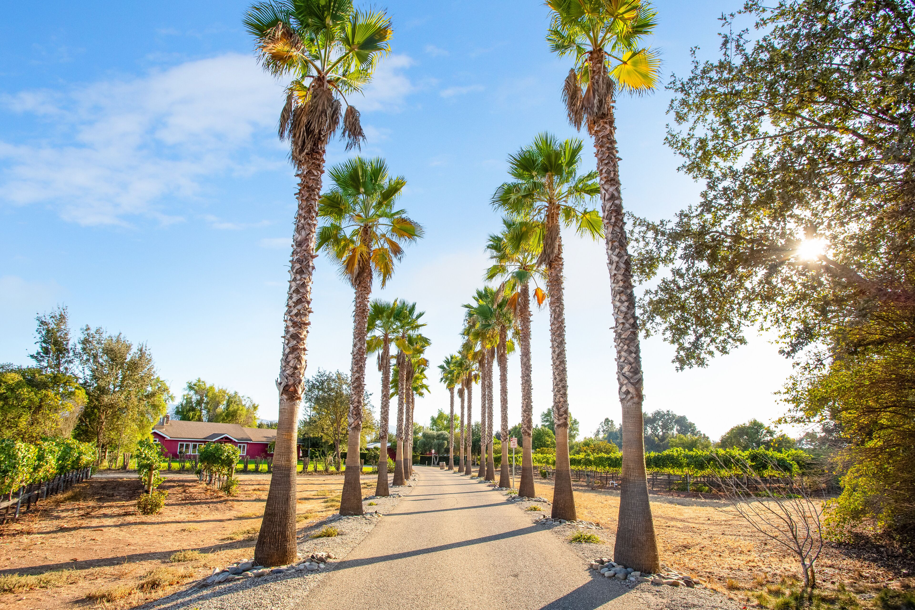 Towering palms greet your arrival.
