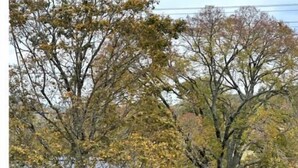 A modern house with a covered porch and a large tree in the foreground. - Cottage at the Ridge#2-40 min south of Nashville (Spring Hill)
