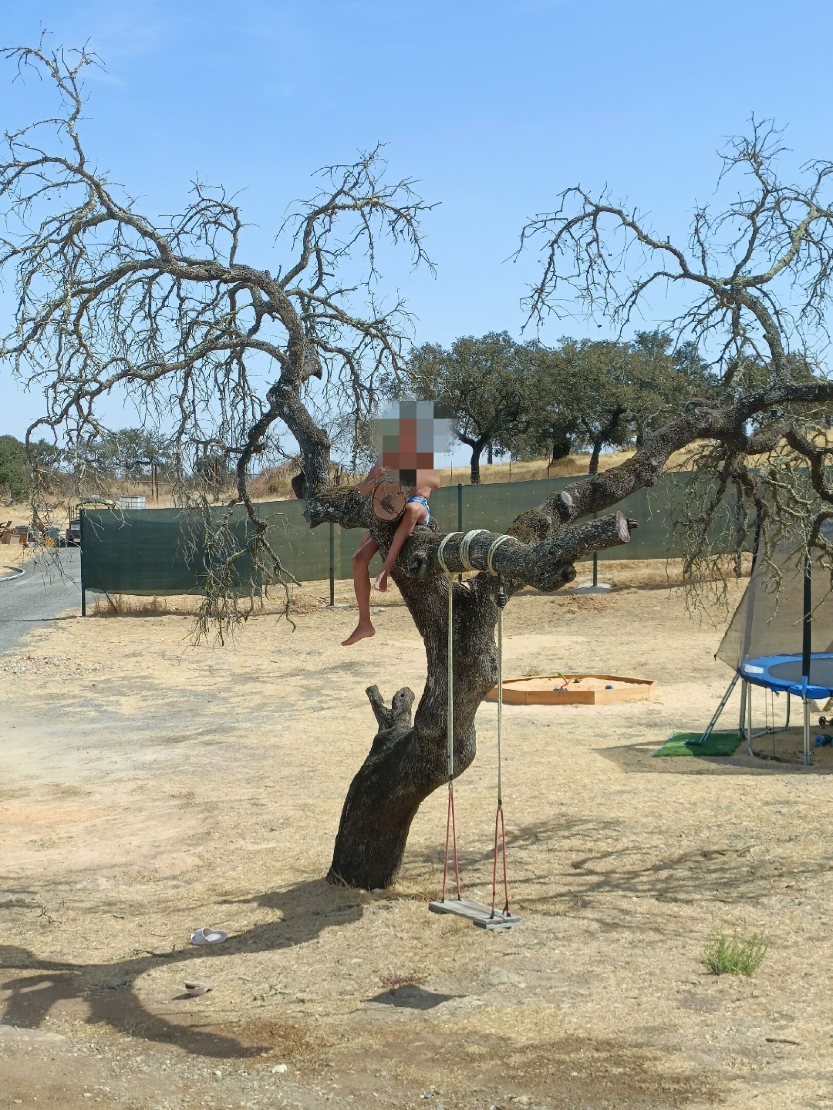 Un árbol con un columpio colgando de sus ramas.