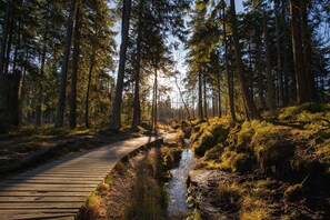 A forested area with a wooden boardwalk leading to a stream.
