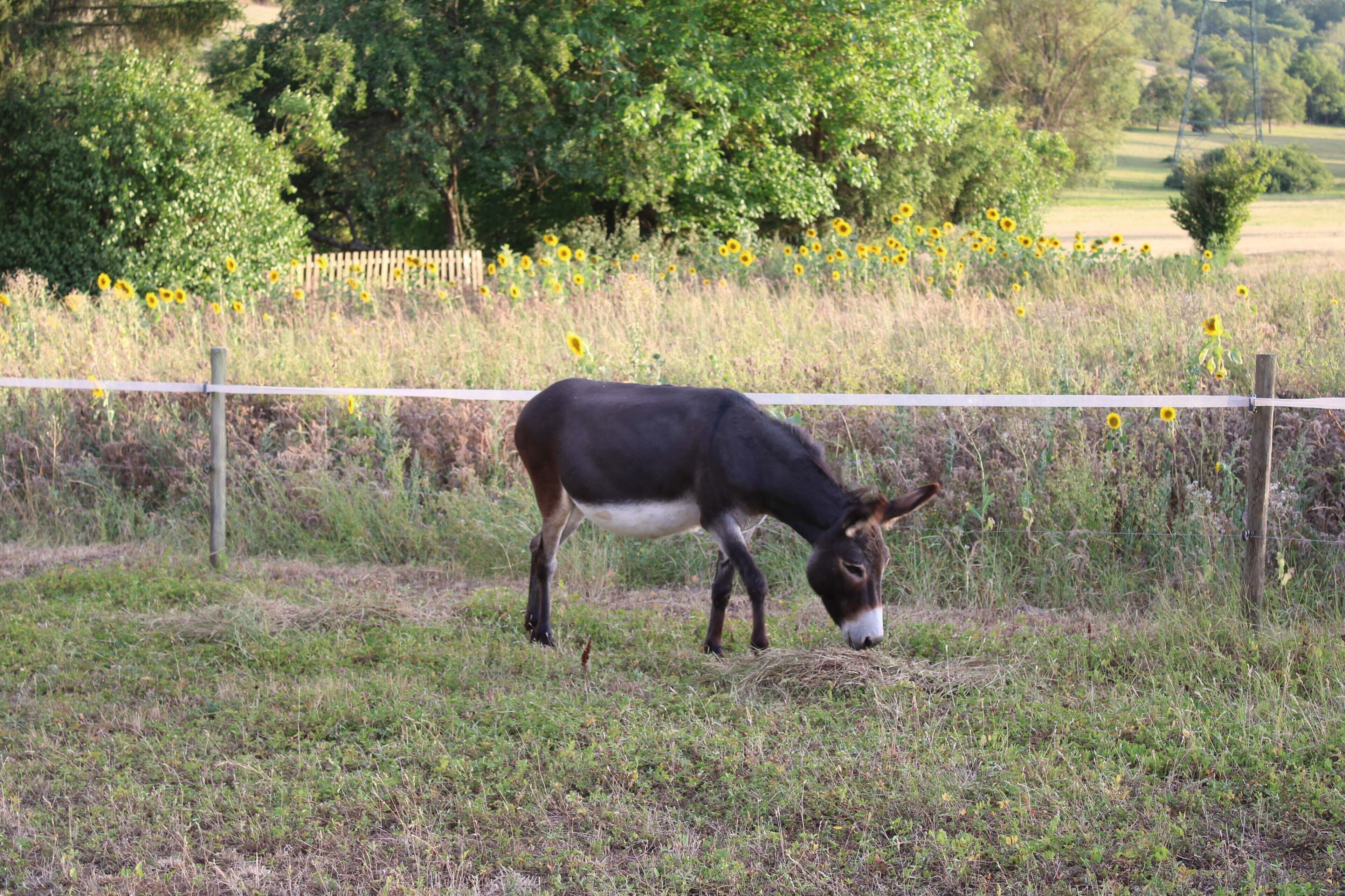 Una vaca pastando en un campo cubierto de hierba, con una cerca de madera y árboles al fondo.