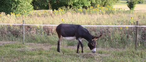 Una vaca pastando en un campo cubierto de hierba, con una cerca de madera y árboles al fondo.