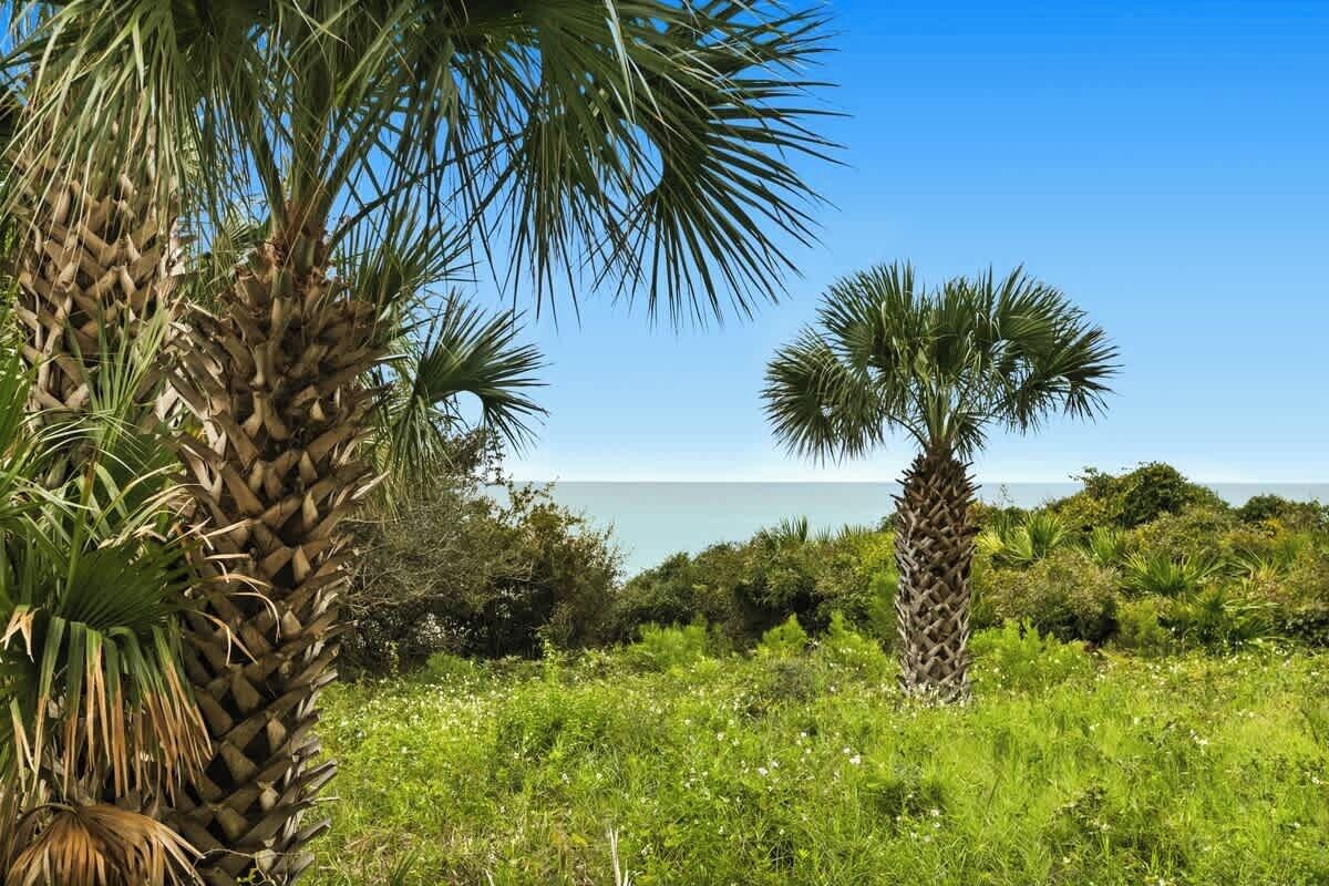 A coastal landscape with palm trees and a view of the sea.