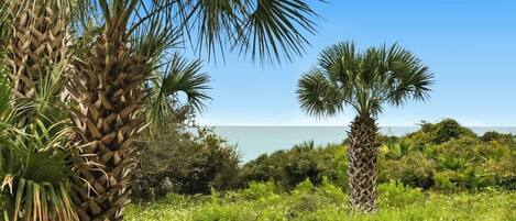 A coastal landscape with palm trees and a view of the sea.