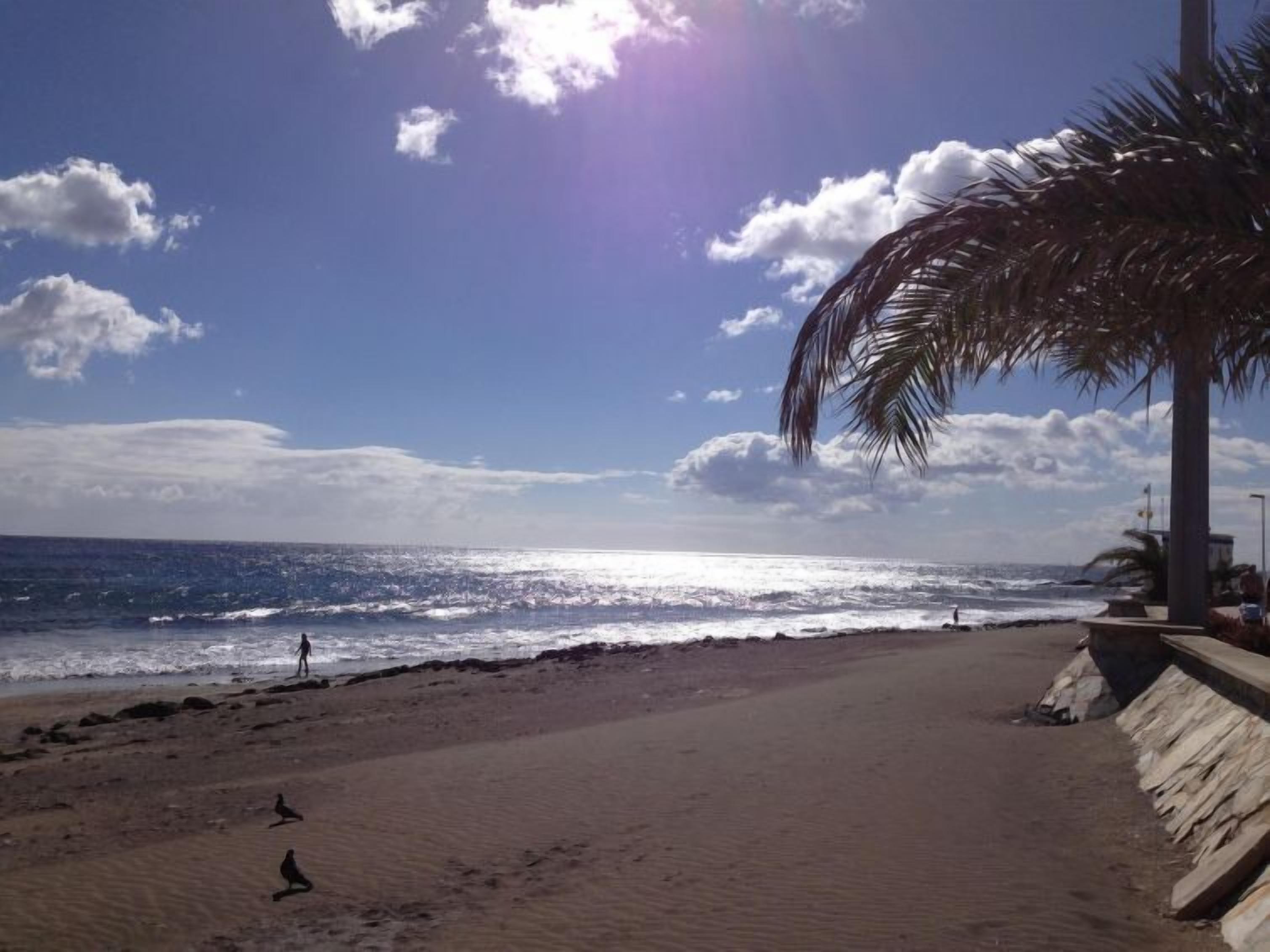 A beach with a palm tree, ocean waves, and a clear sky.