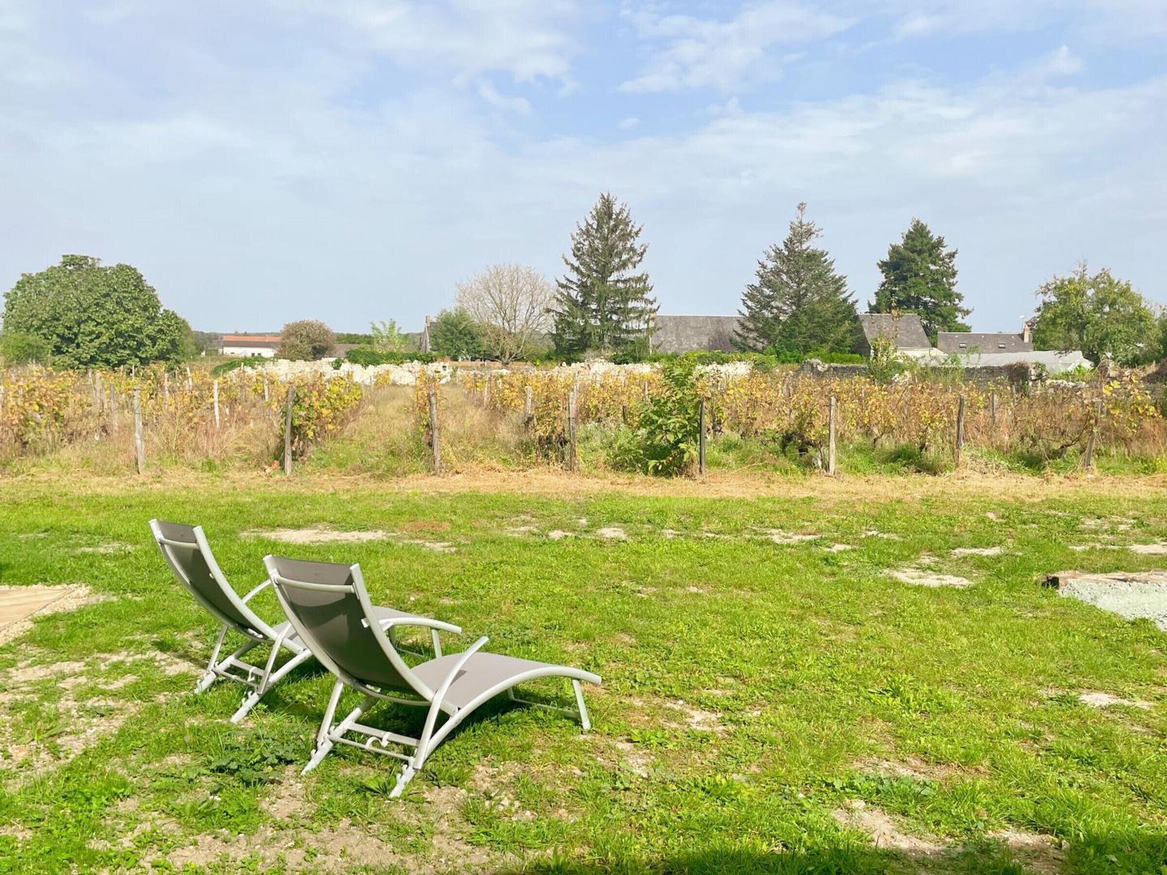 A grassy outdoor area with two lounge chairs and a vineyard in the background.