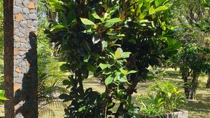 Un jardín con diversas plantas y un pilar de piedra.