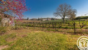 Ein Weinberg mit Rebenreihen, einem Baum und einem Gebäude im Hintergrund.