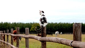 Eine Katze sitzt auf einem Holzzaun in einem grasbewachsen Feld, im Hintergrund sind Bäume zu sehen.