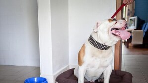 Een hond zit op een dierenbed in een kamer met een betegelde vloer en een witte muur.