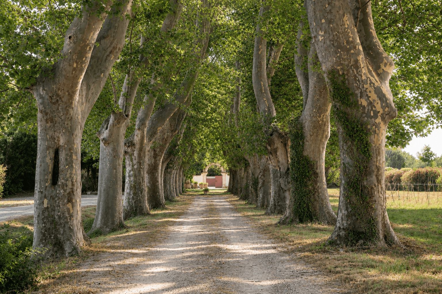 A pathway lined with trees, leading to a building with a red facade.