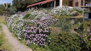 A house with a garden full of flowers, a pathway, and solar panels. - Vacation Home 'Il Lentischio - Rosmarino' in Cala Lunga 200 Metres from the Sea (Sant'antioco)