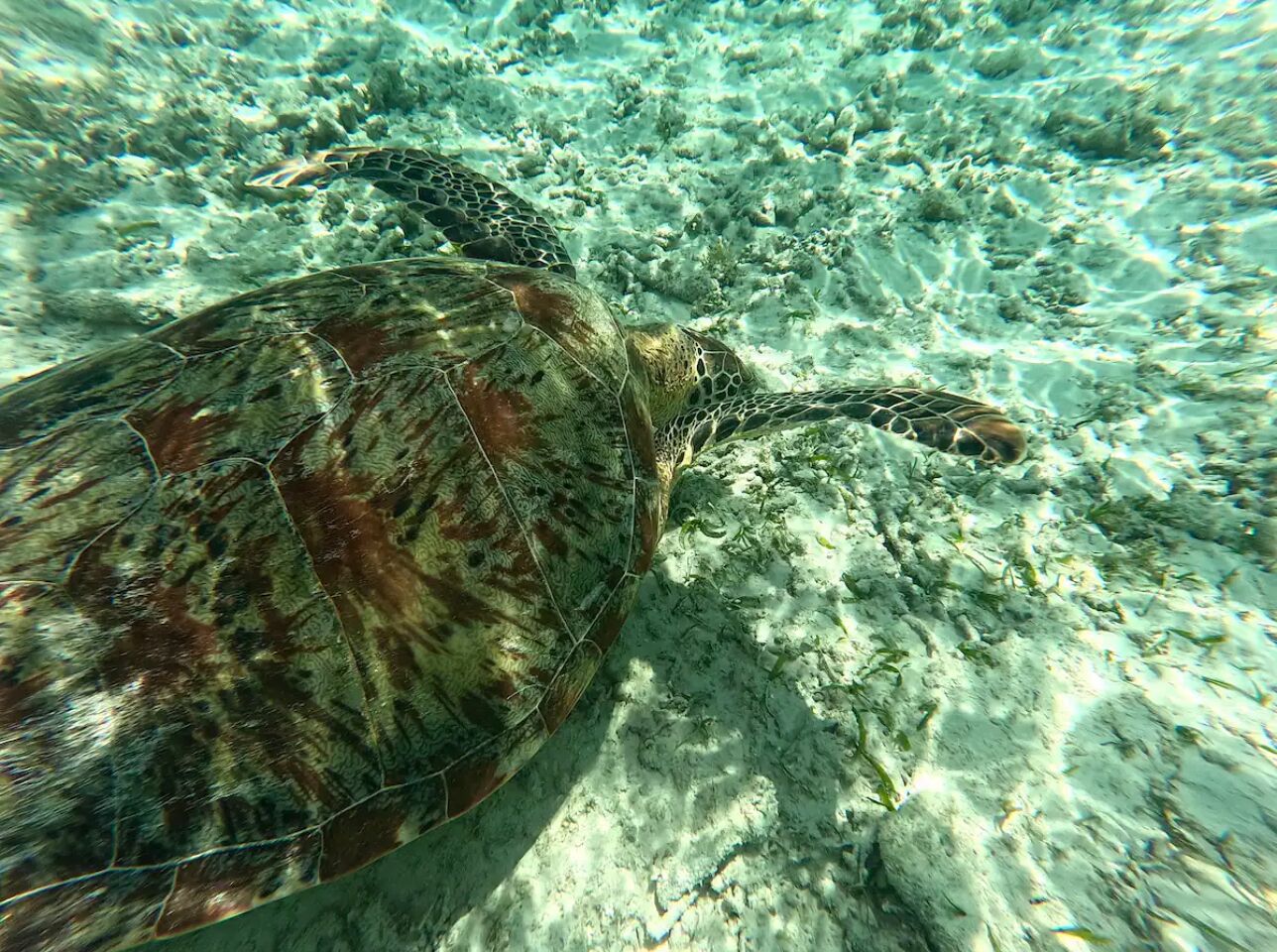 Photo - Nelly Homestay Bungalows Gili Air