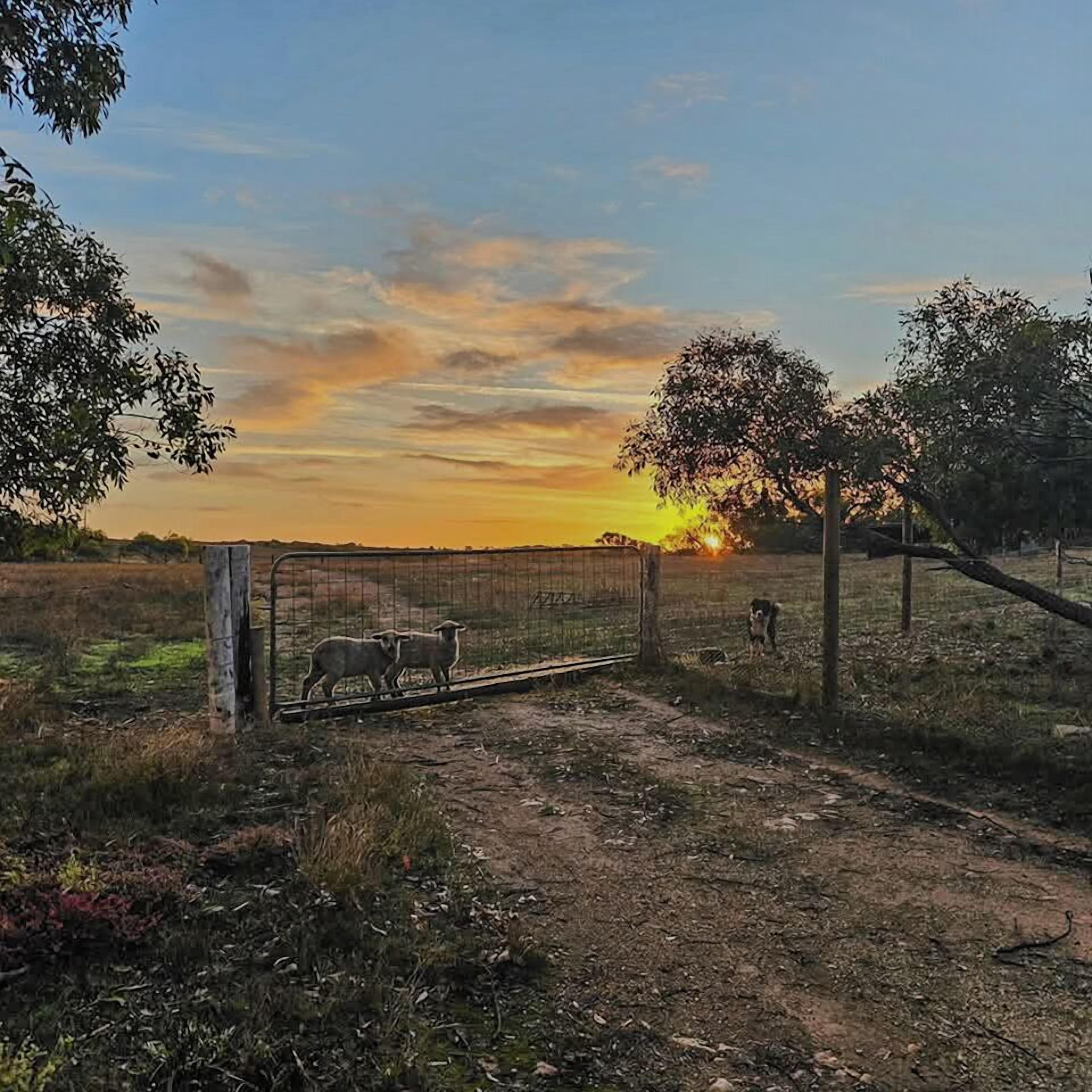 A rural landscape with a fence, a tree, and a sunset.