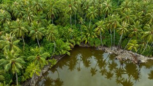 Vista aérea de un denso bosque de palmeras con un cuerpo de agua que refleja los árboles.