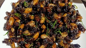 En tallerken med tilberedte insekter pyntet med krydderurter.