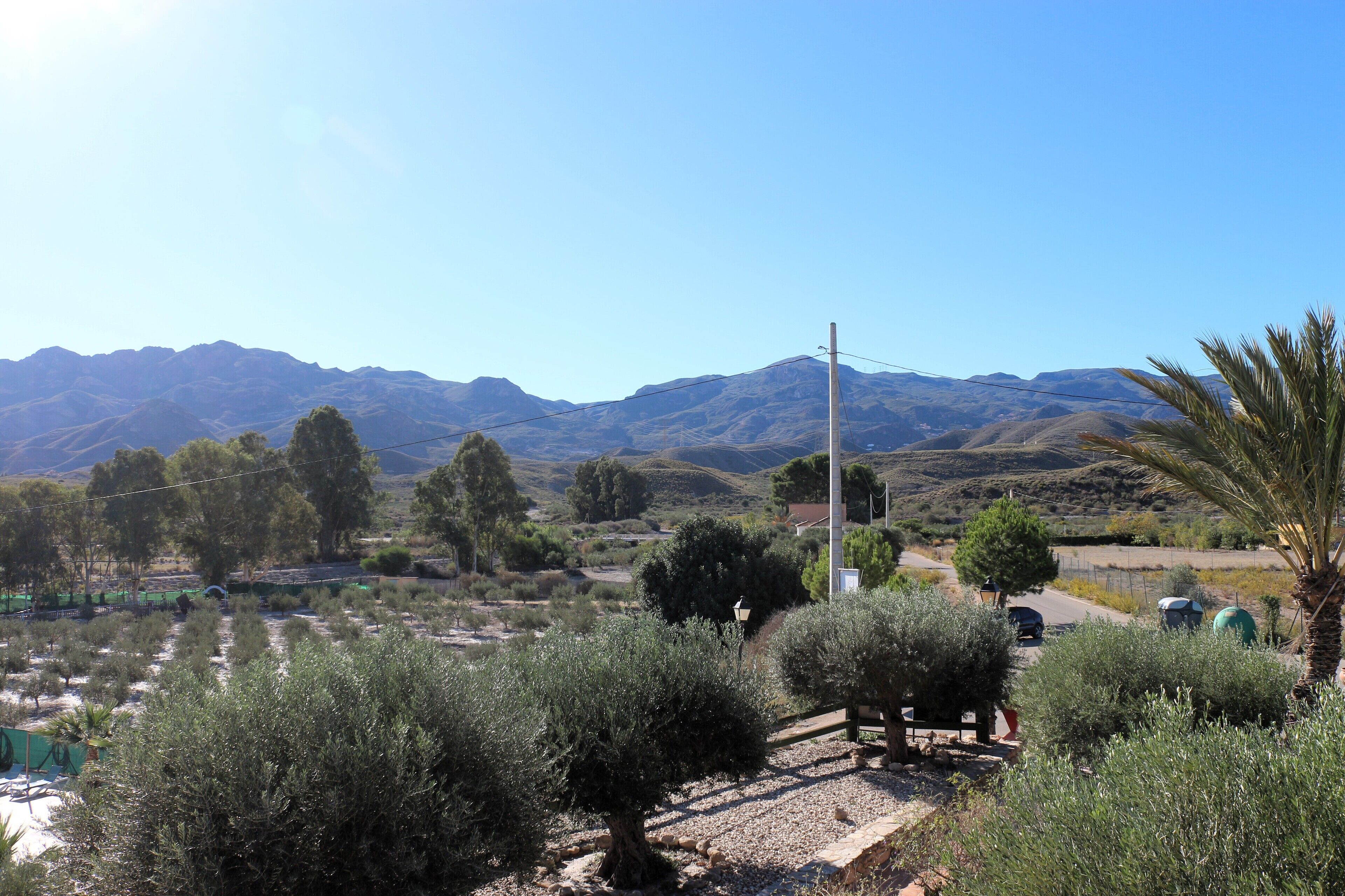 A rural landscape with olive trees, a road, and mountains in the background.
