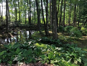 A forested area with a pond and various plants. - FernRockCabin- A Peaceful getaway in the Laurel Highlands of PA
(Farmington)