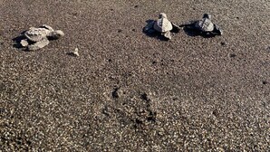 Una playa con huellas y tortugas marinas en la arena.