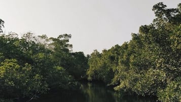 A narrow waterway with dense foliage on both sides.