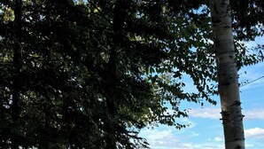 A lakeside area with trees and a dartboard. - Cozy escape in Portage Lake. Sleeps up to ten people!  (Portage Lake)