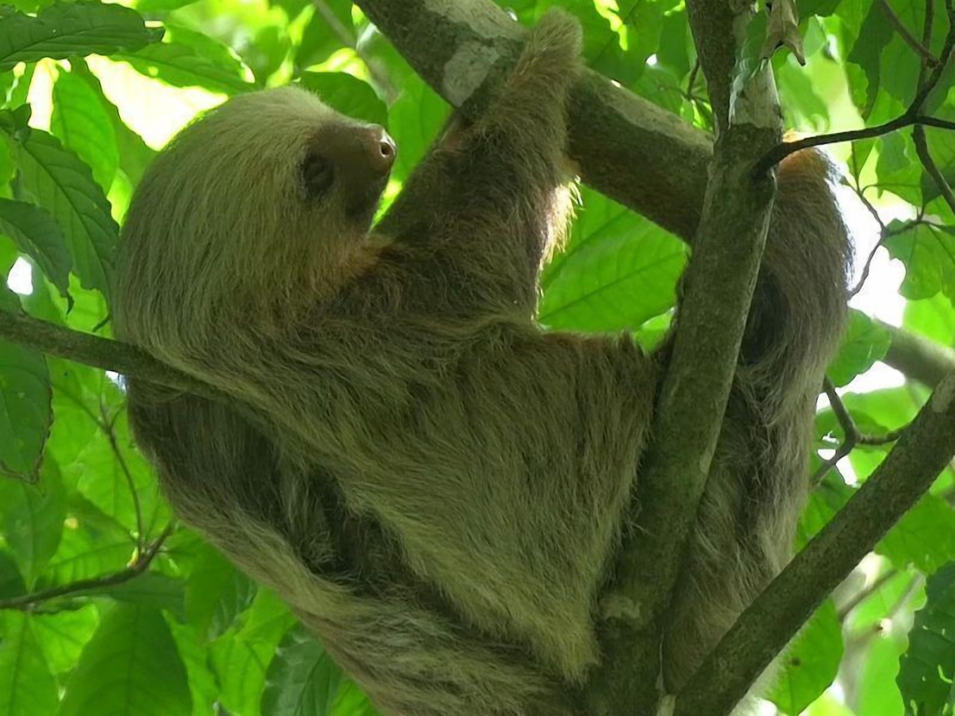 Un paresseux suspendu à une branche d’arbre.