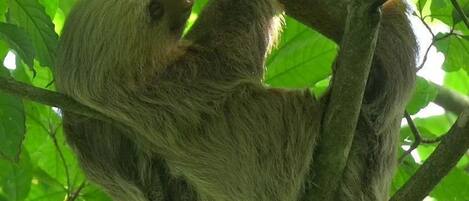 Un bradipo appeso a un ramo d'albero.