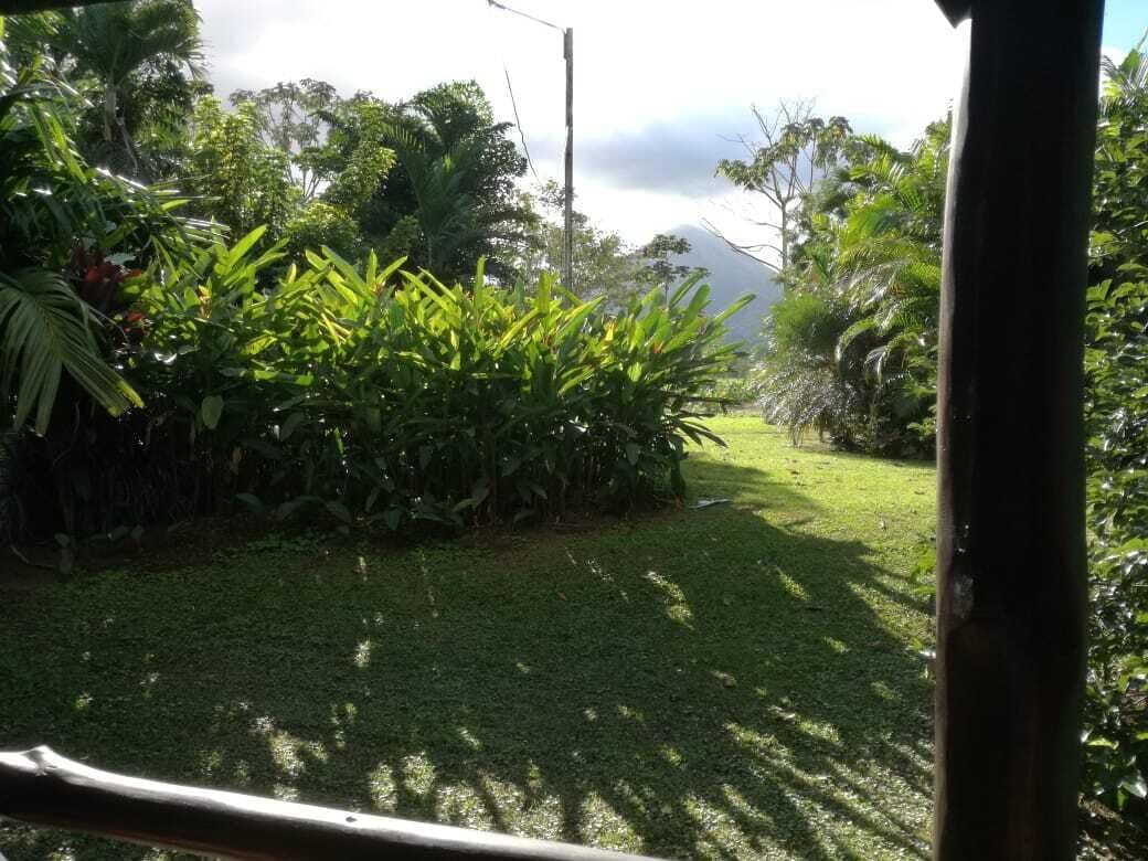 A lush garden with dense foliage and a clear view of a mountain in the background.