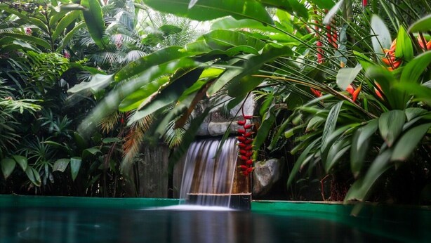 A waterfall in a lush garden with dense foliage and a clear water pool.