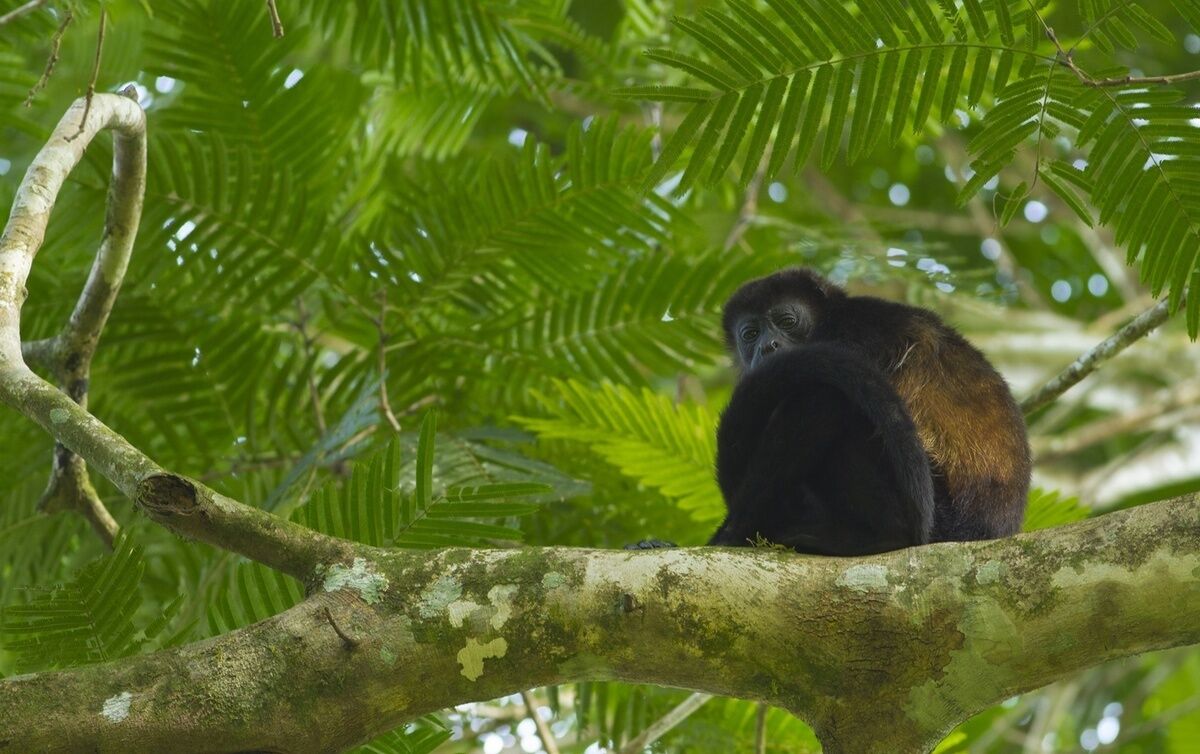 Un primate en un árbol con follaje verde.